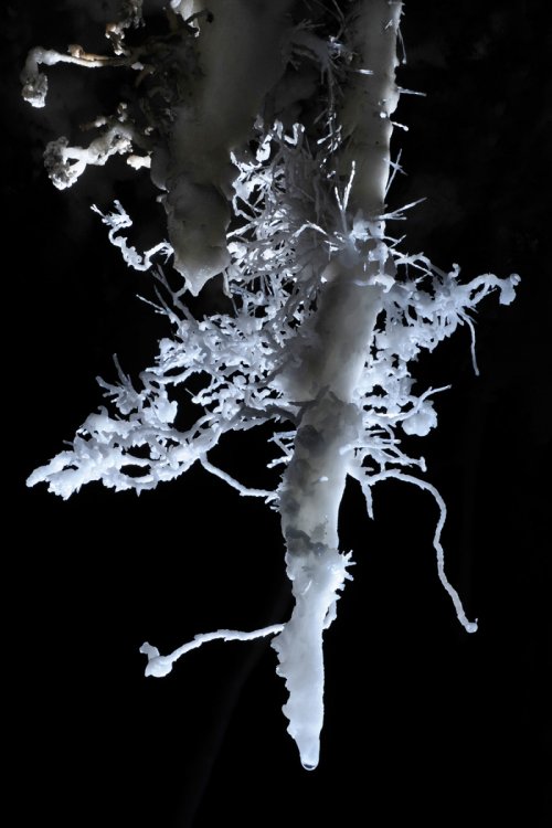 Grotte des Canalettes (Pyrénées Orientales) - Stalactite avec aragonite et excentriques(SP-12-0888 )